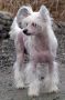 Bugaboo Chinese Crested