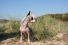 Happy Dancing Gotcha Chinese Crested
