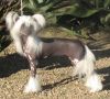 Crest-Vue's Sweet As Candy Chinese Crested