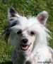Chinetta's Cheap And Chic Chinese Crested