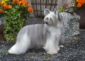 Bemu's First Choice Chinese Crested