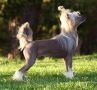 Dragon Moon Star Warrior Chinese Crested