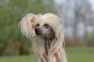 Happy Dancing Walhalla Wonder Chinese Crested