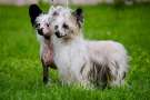 Kranar Smart Song Chinese Crested