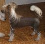 Mewtwo's Herotic Hero Chinese Crested