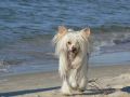 X-tra Dry of Champagne von Shinbashi Chinese Crested