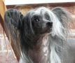 Zucci Tv Star Of Camoto Chinese Crested