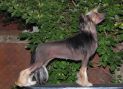 True Magnifisen New Generation Chinese Crested
