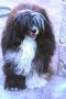 Moos Rojos Collage Black White Chinese Crested