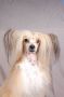 Om Ints Grase Of Glory Chinese Crested