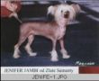 Jenifer Jambi Od Zlate Samanty Chinese Crested