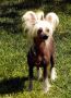 Oriental Jokes Alanis Chinese Crested