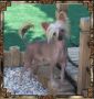 S R Call Me Sir Riley Chinese Crested