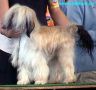Belle Of Beenfeldt's Apollon Chinese Crested