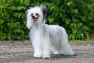 Status Imperial Miss Puff Chinese Crested