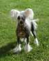 Proud Pony Quite Magical Chinese Crested