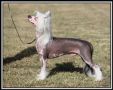 Bareitall In The Flesh Chinese Crested