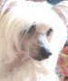 Touch Beauty Graphic Style Chinese Crested