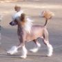 Jonbrecy's Above The Law Chinese Crested