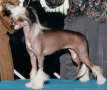 Accent U Ate The Pawsitive Chinese Crested