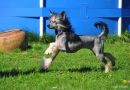 Hot Line Little Champs Chinese Crested