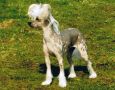 Mewtwo's Kerstin Kasew Chinese Crested