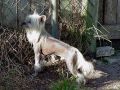 Unicorn's Timothy Chinese Crested