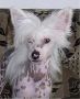Elvenpath Hot Chocolate Chinese Crested