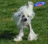 Abigayl Magnum Cor (fci) Chinese Crested