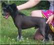Sea Fire's Unicorn Chinese Crested