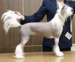 Polar Shane All My Life Chinese Crested