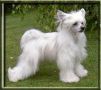 Lionheart Klose To Kristmas Chinese Crested