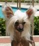 Let's Go Paint The Town N'CO Chinese Crested