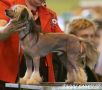Kelembra Truly Star Chinese Crested
