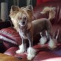 Tournais Loosing Is Not An Option Chinese Crested