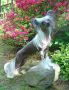 Tricreek's It's All About the Jewels Chinese Crested