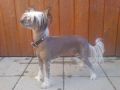 House Of Fun's Amazing Aliyah Chinese Crested