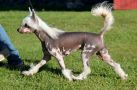 Gulleiv's Pink Melody Chinese Crested