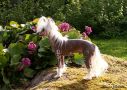Olegro Katrin Little Crazy Horse  Chinese Crested