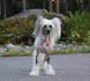 Maybell's Remember My Name Chinese Crested