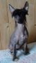 Sunberry's The Black Pearl Chinese Crested