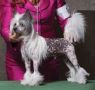Edelweiss I'll Take Manhatten Chinese Crested