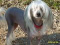 Filli Nessi Chinese Crested