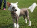 Assol' Chinese Crested