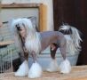 Cool Kid Princes de la Roses Chinese Crested
