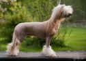 Sun-Hee's Topaze Chinese Crested