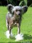 Smedbys Normandin Chinese Crested