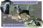 EverCrest's Live Wire Chinese Crested
