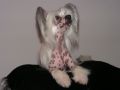 Design Of Lo-fe Chinese Crested