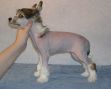 Belshaw's Chelsea Dreams Chinese Crested